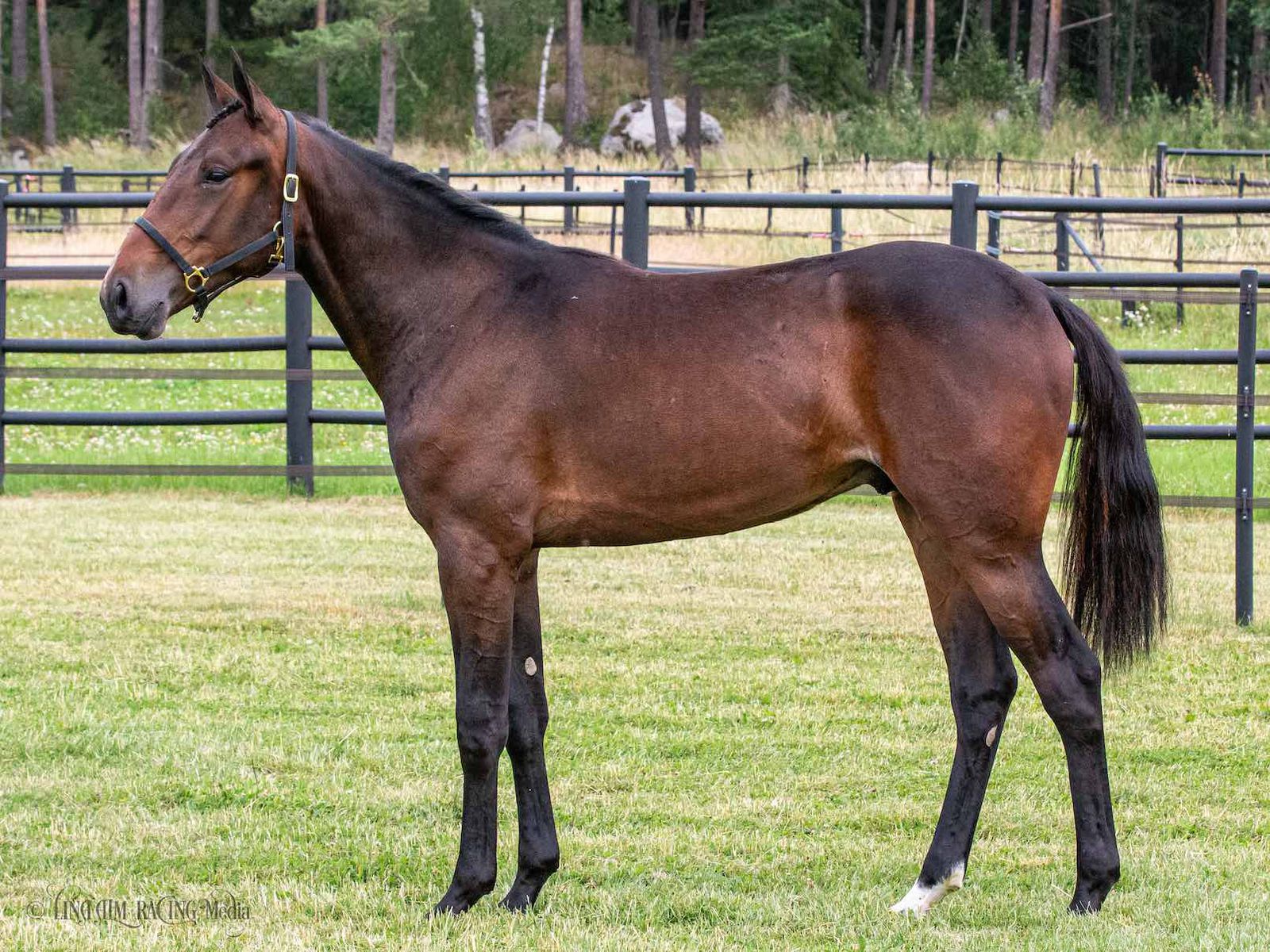 Ante La Roque Yearling Sale 2020 Consolation Partnerauktion